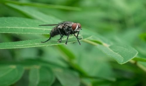 挑战百年演化理论 新研究显示 人类与苍蝇的演进关系,比海星更亲近