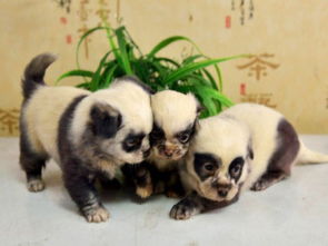 中国江苏又出现了熊猫狗这次好像是真的 