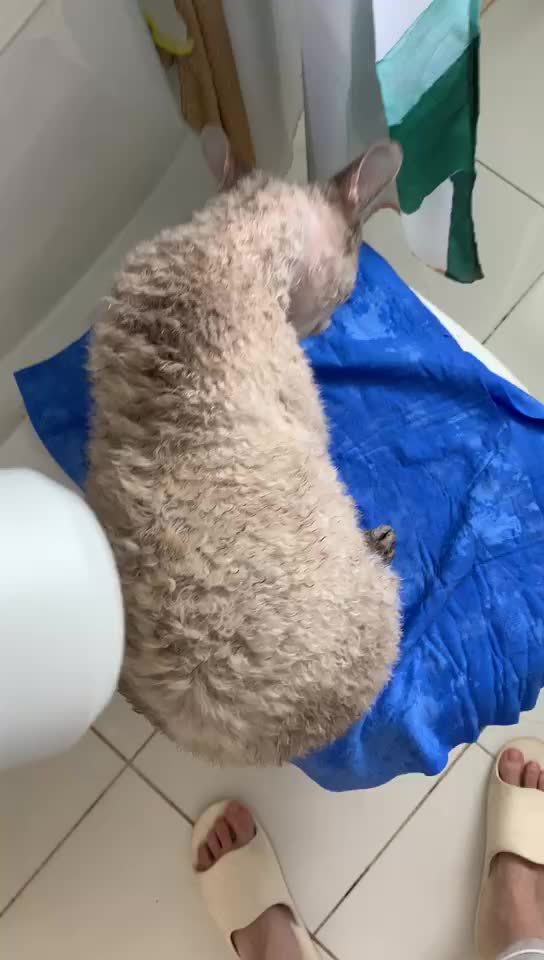 养猫攻略 七 如何给猫洗澡 