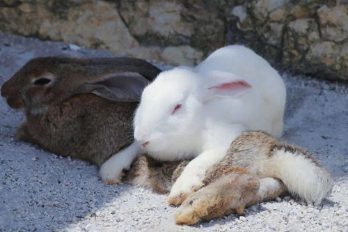 动物巨星全员出动萌翻全贵阳,500万投食券免费领