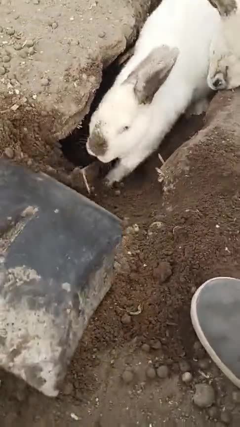 小白兔挖洞的时候主人在边上捣乱,兔子看到后眼神直接愤怒了 