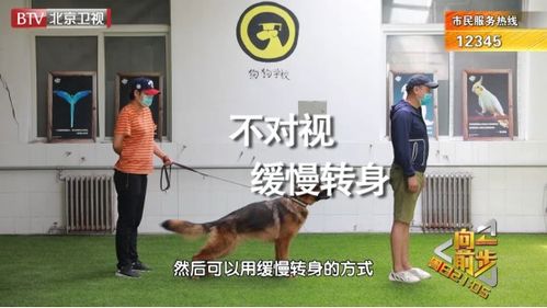 北京市文明行为促进条例 施行 强调文明养犬 倡导文明新风