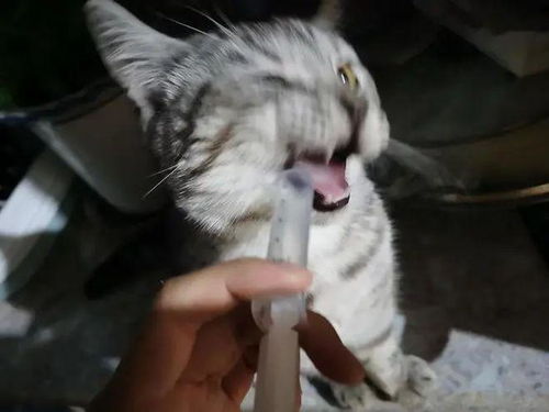 我家猫咪不爱喝水,想长期用针管喂它,可行吗