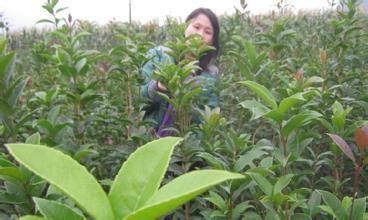 它好象是园林树木,但不知道是什么植物请指教 