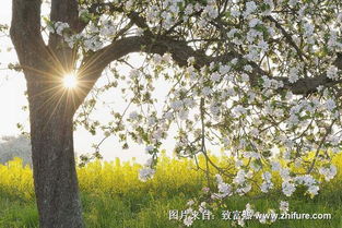 苹果树几月开花,苹果树几月开花