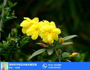 迎春花迎春花(迎春花迎春花好宝宝)