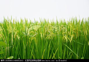 关于水稻生长的诗句