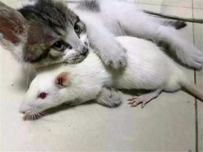 网友给猫咪带回家一只大白鼠,却成了猫咪最亲密的伙伴