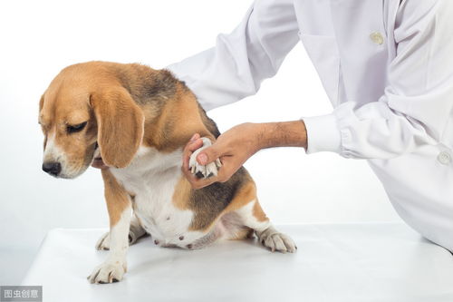 科普一下什么是犬肺水肿 其症状和治疗方法,一篇文章告诉你