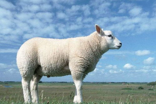 属羊人2021年,穿什么颜色鞋子最旺 生肖羊4月开始转变