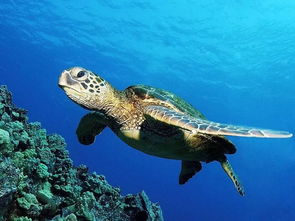 爱护海洋动物,维护海洋生态 公益科普来美吉姆啦
