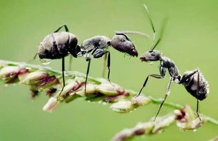 养花会有蚂蚁