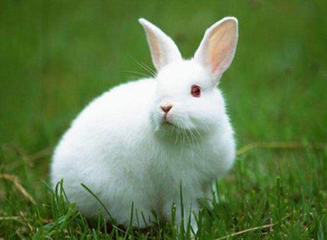 兔兔 接下来两天不合适做事,你知道接下来的两天是什么日子吗