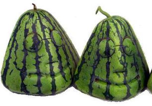 谁告诉你西瓜只有圆的 盘点日本奇形怪状的西瓜 