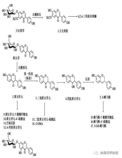 研究肠道菌群对临床治疗有什么意义？