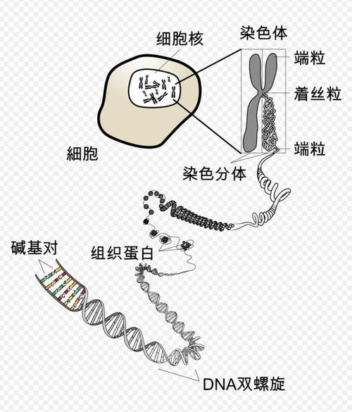 关于衰老的科学和伪科学