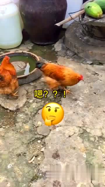 一个回眸,蛋掉下来了 