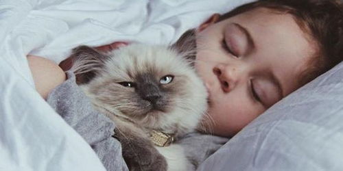 为什么很多猫不喜欢睡猫窝,却总喜欢和人挤一张床呢 涨知识了