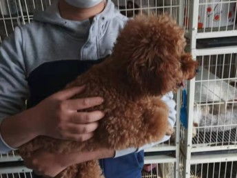 图 上海救助流浪狗流浪猫中心 免费领养流浪狗猫中心 上海宠物狗 