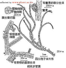 多管藻属 Polysiphonia