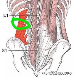 腿后肌肉紧绷,为何放松无效 