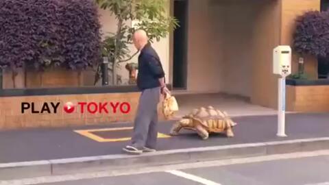 日本老人无聊买了只乌龟饲养,哪知19年后乌龟摇身一变成了巨无霸