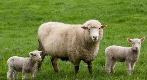 1967年的属羊人,在哪个年龄开始 享福