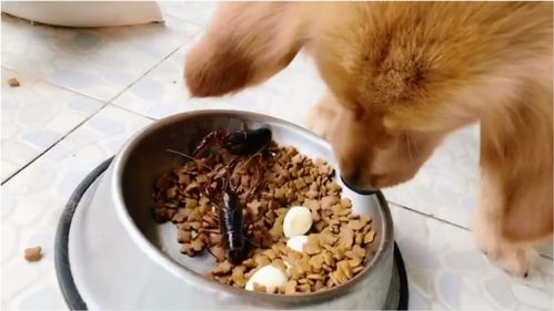 猫咪狗狗能吃坚果吗 