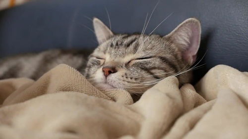 猫咪慵懒的趴在床上睡觉,场景可爱又助眠 
