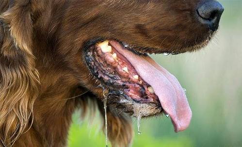 狗狗总是流口水是正常的吗 这是正常现象,但也可能是患病的原因