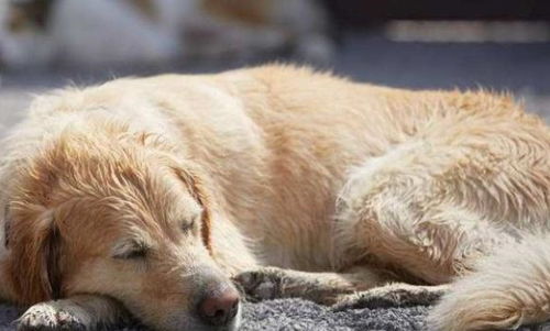若知道狗狗的正常睡眠时间,就可知道其健康情况,你都了解吗
