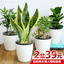 办公室植物租赁 