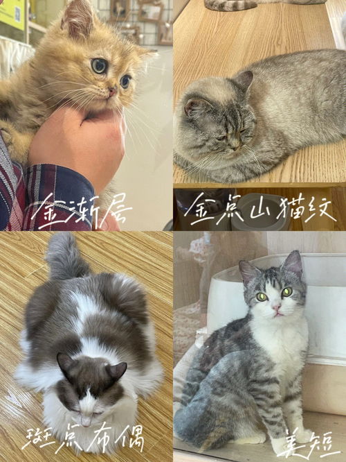岳阳探店 每个品种都有的撸猫天堂 
