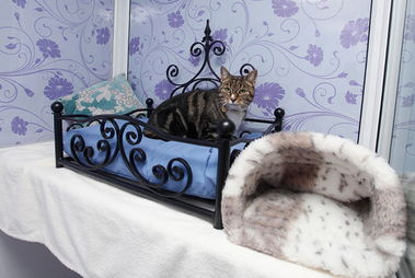 英国豪华猫旅馆让宠物体验贵族级假期 
