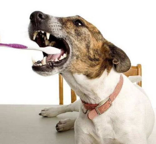 狗狗身上散发异味是哪些原因导致的呢 如何正确解决狗狗体臭问题