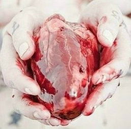 这是什么动物的心脏 