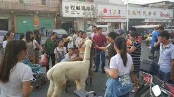 我们是土生土长的灵宝第一驼,大家快来给羊驼宝宝起名字吧