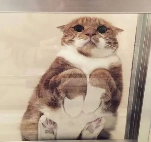 为什么养猫的人一定要有张玻璃台面 这耻度爆表的萌感招架不住啊