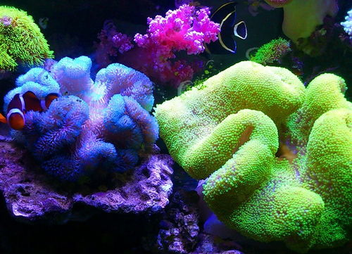 新手开缸满1年了,折腾了个大混养珊瑚缸,发几张现在的照片和大家分享 海缸综合讨论区 CMF海友论坛 