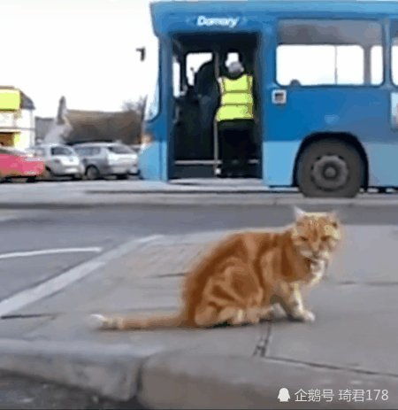 公交车能带猫吗(公交车能带猫吗,装包里)