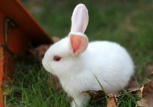 小白兔吃东西的样子 