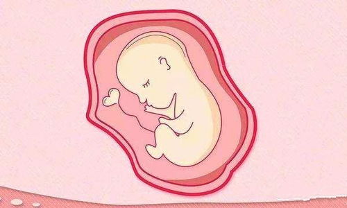 自然怀孕两次流产,试管移植也出现两次生化症状,是什么原因 应该怎么办