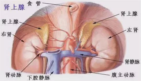 医说科普 体检发现肾上腺结节 腺瘤 增粗该怎么办