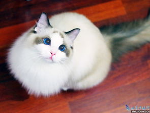 一只纯种的布偶猫要多少钱 如何选正规猫舍
