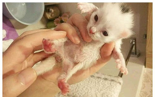 网友捡回只刚出生的小猫仔,用针筒耐心喂养,长大后猫咪惊艳众人