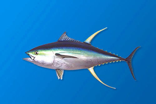 蓝鳍金枪鱼图片 身体图片