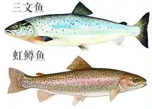 三文鱼是虹鳟鱼吗 三文鱼和虹鳟鱼的区别