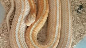 玉米蛇宠物蛇