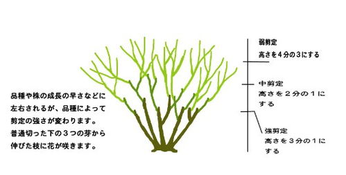 冬季月季修剪：技巧与时机