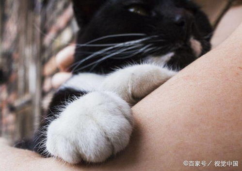 猫咪不让你碰爪子有3个原因,不是猫不爱你,而是有难言之隐